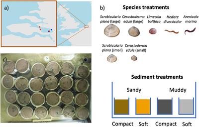 Sediment Bulk Density Effects on Benthic Macrofauna Burrowing and Bioturbation Behavior